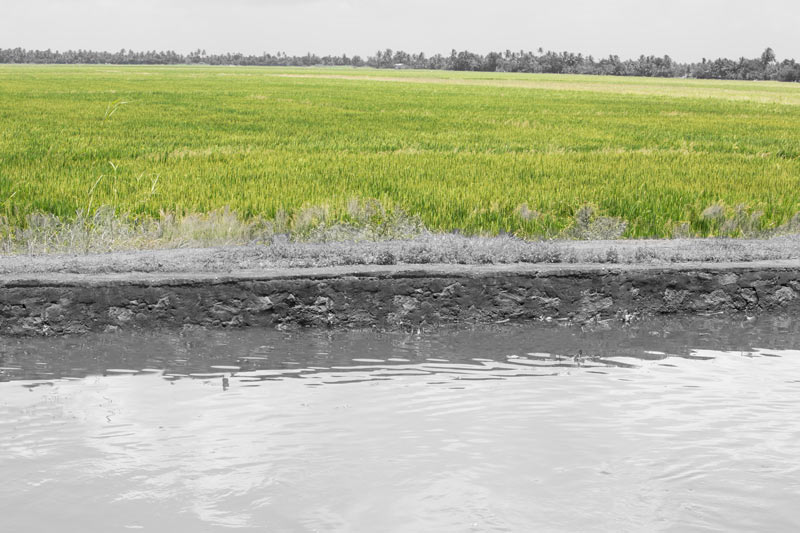A block of paddy fields next to an embankment in Kuttanad Wetlands in Alappuzha district, Kerala